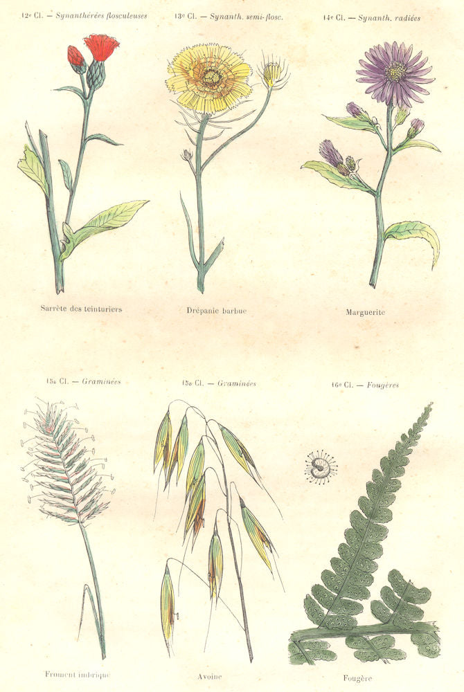 PLANTS. Synanthérées flosculeuses delisted; Marguerite Grasses, Ferns 1873